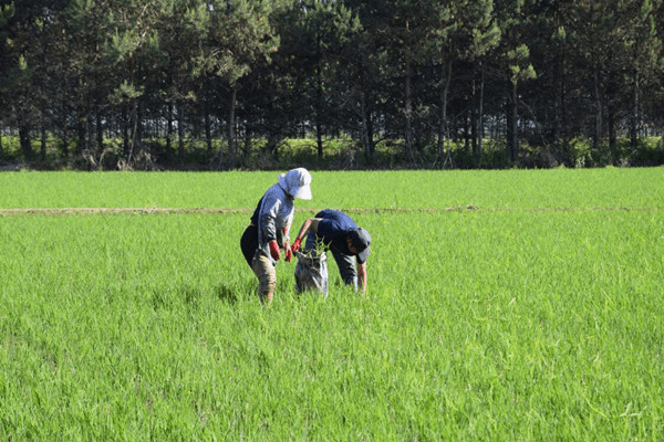 原来肥料消泡剂这么有用
